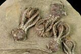 Plate of Five Jimbacrinus Crinoid Fossils - Australia #155927-1
